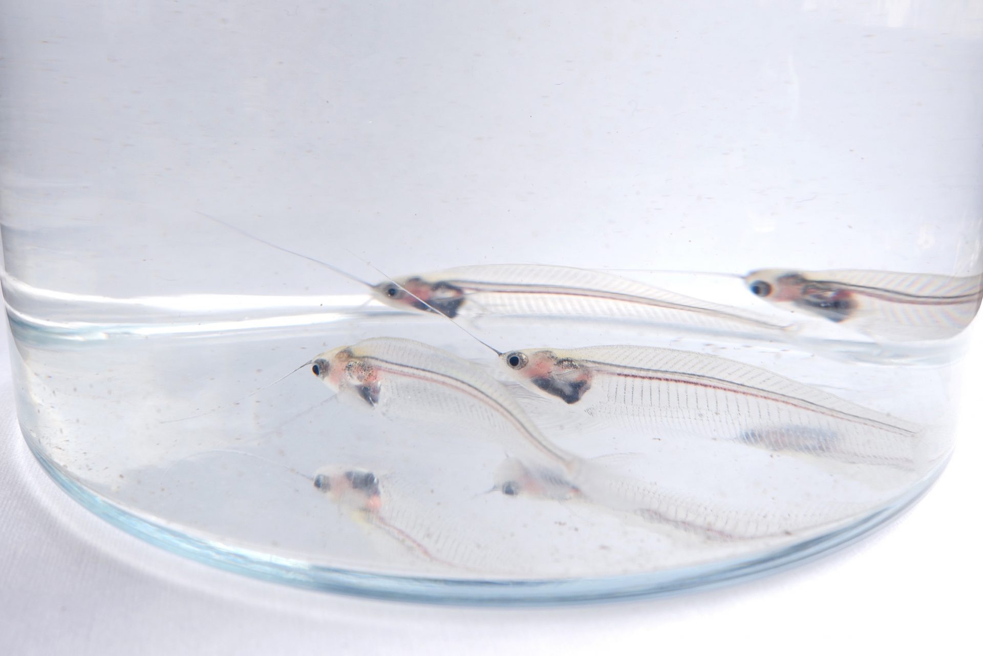 飼育方法 トランスルーセントグラスキャットフィッシュ Glass Catfish Ghost Catfish Kryptopterus Bichirrhis 魚類 アクア